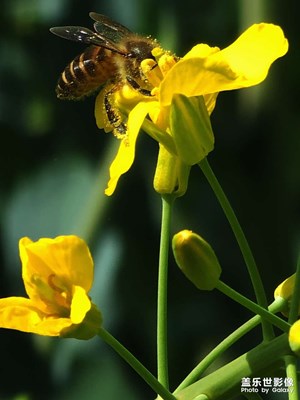 油菜花