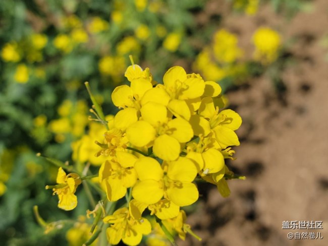 【萬物復(fù)蘇】碧水藍(lán)天小黃花