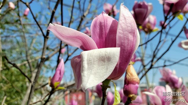 【初春時刻】春暖花開