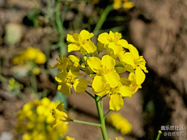 【萬物復(fù)蘇】碧水藍(lán)天小黃花