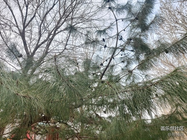 【萬物復(fù)蘇】宮廷后花園