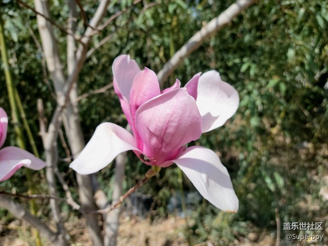 【初春時刻】春暖花開