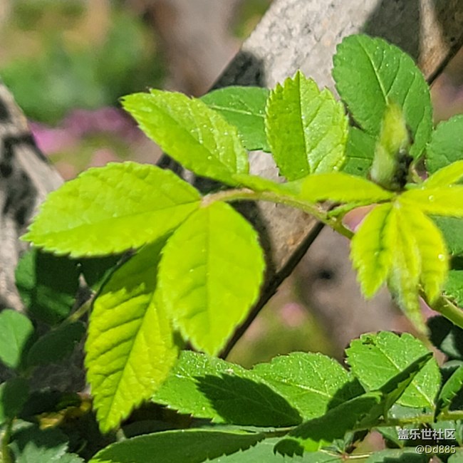 【踏春】可問春風(fēng)