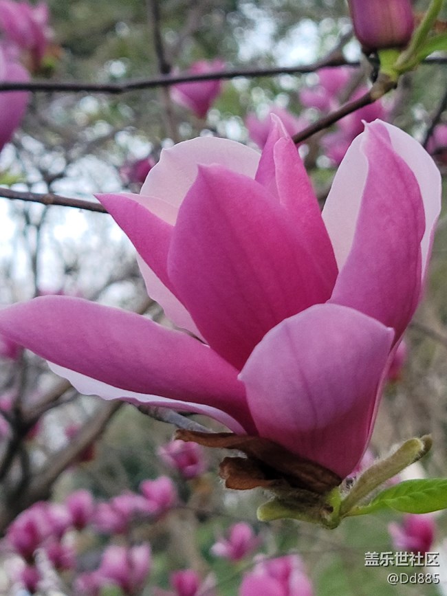 【踏春】可問春風(fēng)