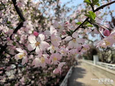武漢櫻花