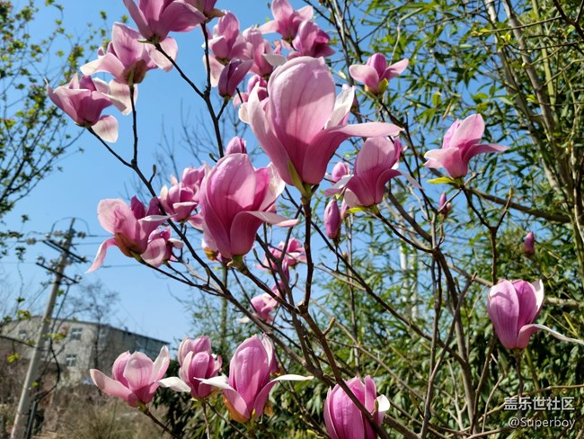 【初春時刻】春暖花開