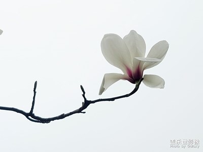 【春之序曲】+花之俏