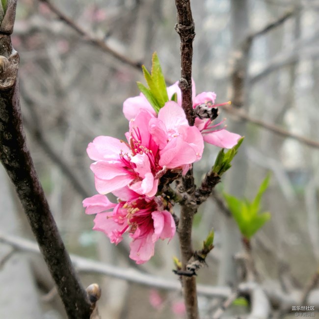 【初春時刻】綻放的花