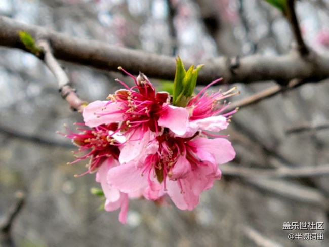 【初春時刻】綻放的花