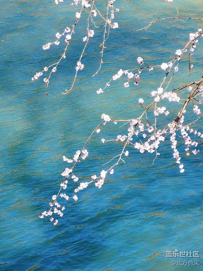 #暖心暖意—— 湖邊樹上的花