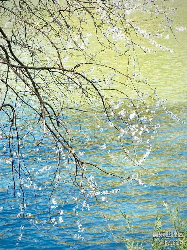 #暖心暖意—— 湖邊樹上的花