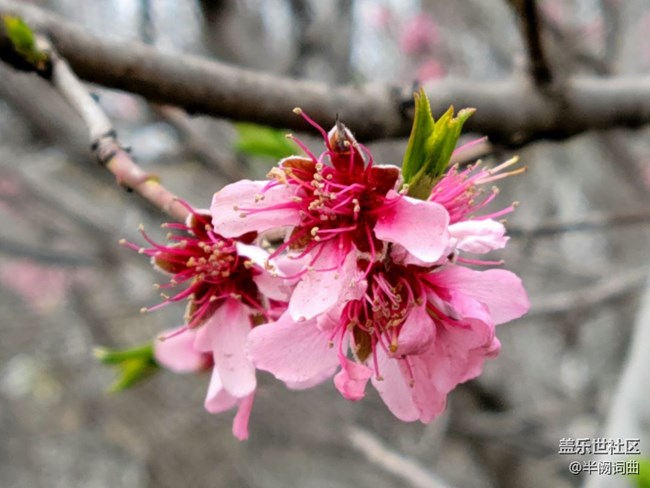 【初春時刻】綻放的花