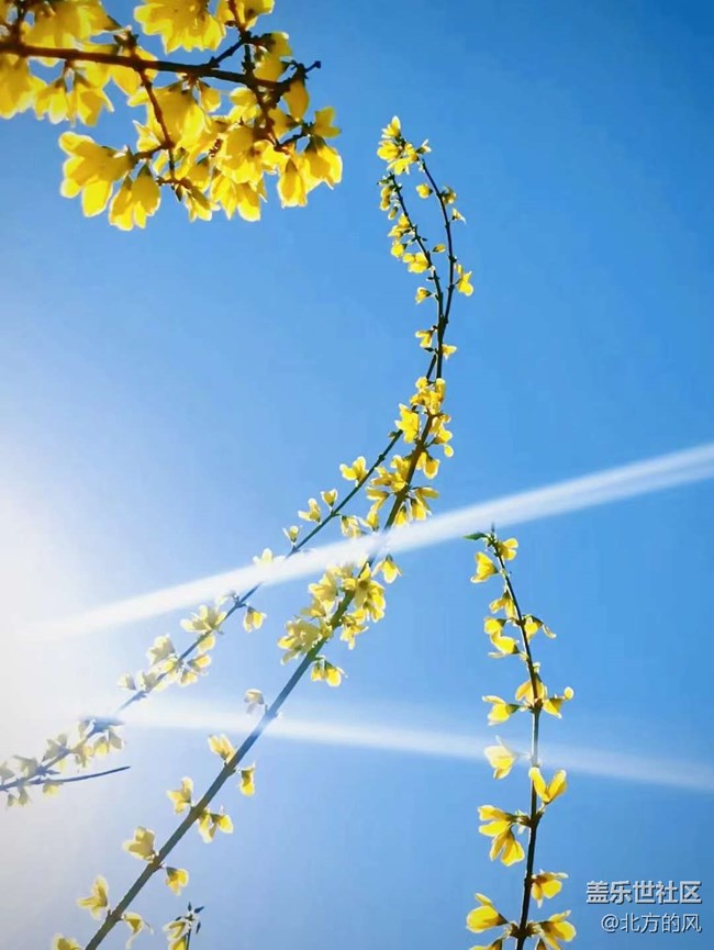 #暖心暖意—— 湖邊樹上的花