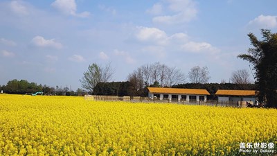 春之序曲+曉看紅濕處，花重錦官城