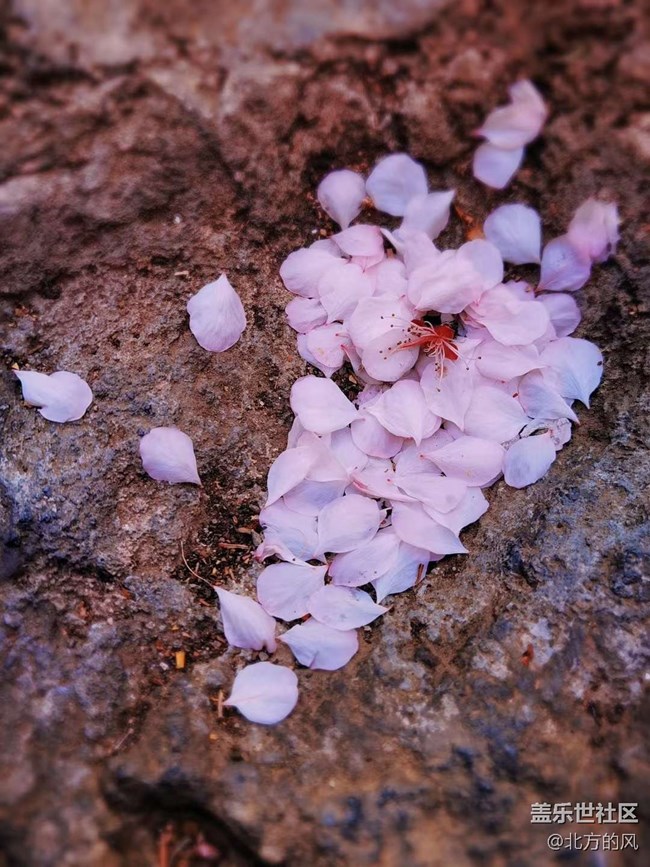 #暖心暖意—— 湖邊樹上的花