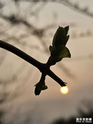 【春之序曲】+早春與夕陽