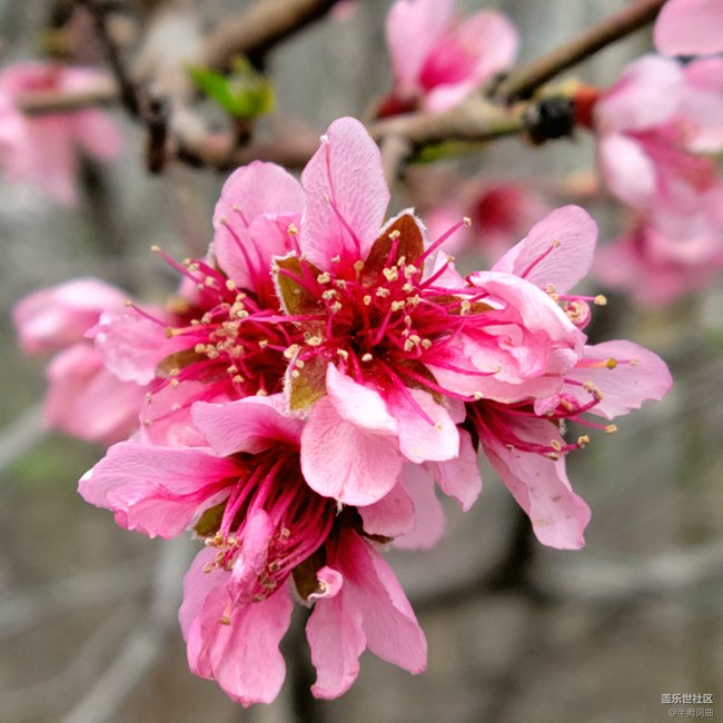 【初春時刻】綻放的花