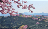 日出櫻花茶園