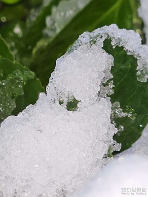 沒有一片雪花是無辜的