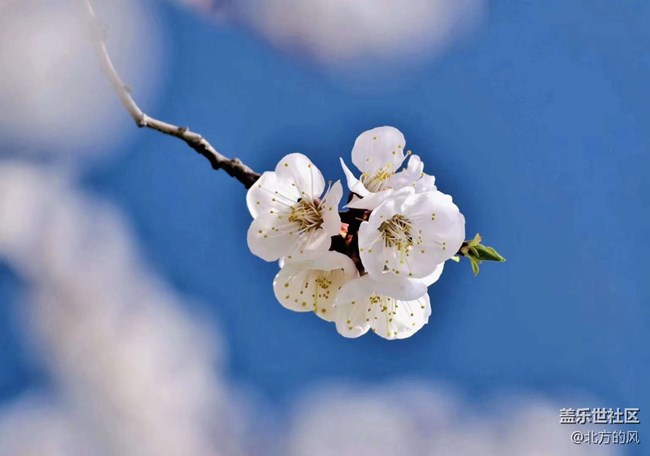 #暖心暖意—— 湖邊樹上的花