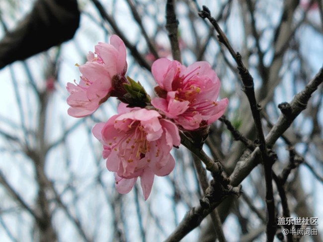【初春時刻】綻放的花