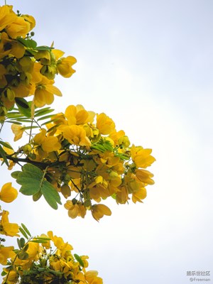 【春之序曲】枝頭 | 翠綠