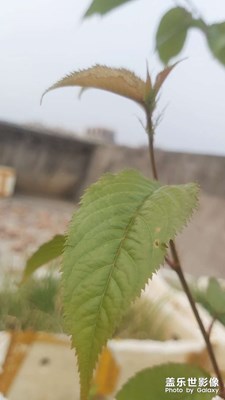 微觀身影