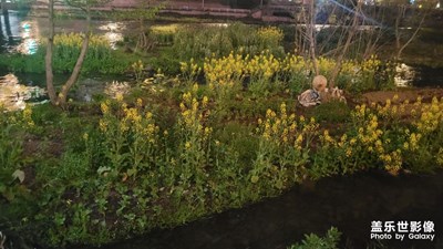 【美麗夜景】油菜花