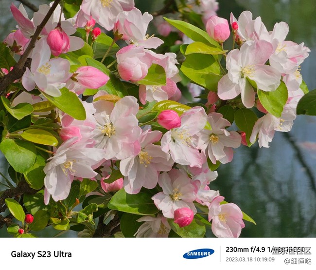 濟(jì)南星部落S23春日攝影分享 濟(jì)南星部落S23春日攝影分享