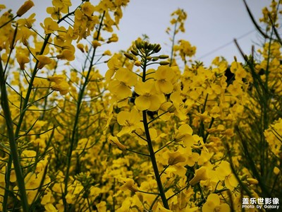 油菜花開了。