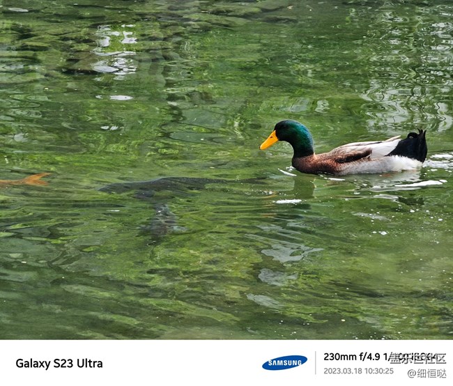 濟(jì)南星部落S23春日攝影分享 濟(jì)南星部落S23春日攝影分享