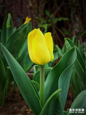 花園，菜園