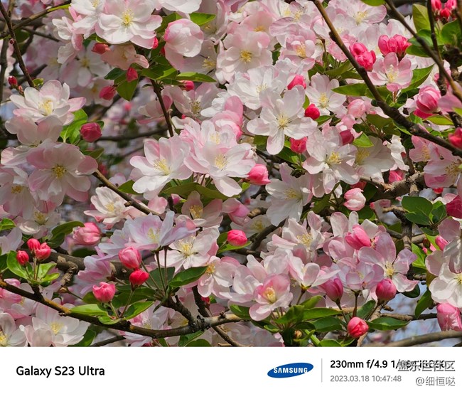 濟(jì)南星部落S23春日攝影分享 濟(jì)南星部落S23春日攝影分享