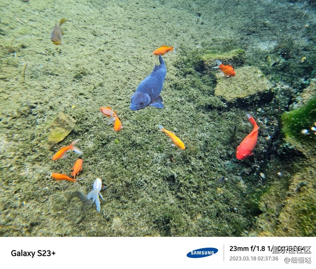 濟(jì)南星部落S23春日攝影分享 濟(jì)南星部落S23春日攝影分享