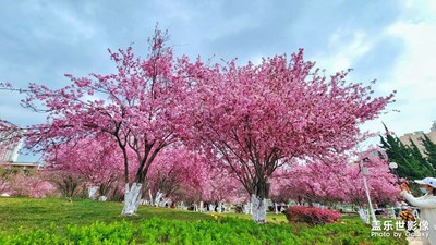 【春之序曲】+春花爛漫