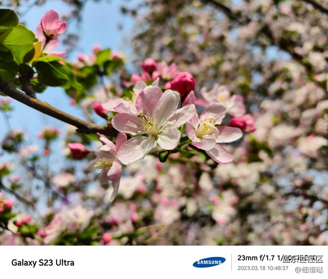 濟(jì)南星部落S23春日攝影分享 濟(jì)南星部落S23春日攝影分享