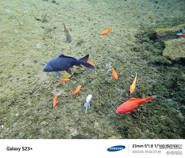 濟(jì)南星部落S23春日攝影分享 濟(jì)南星部落S23春日攝影分享