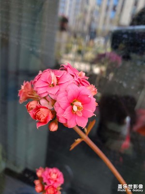 我的花花草草
