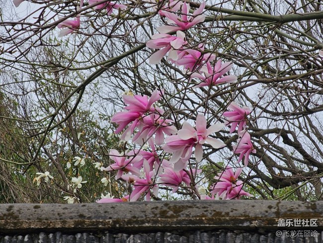 #暖心暖意——玉蘭花開(kāi)