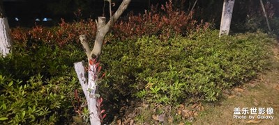 【美麗夜景】散步隨拍