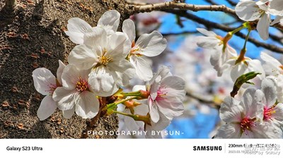 櫻花盛開！S23U十倍長焦