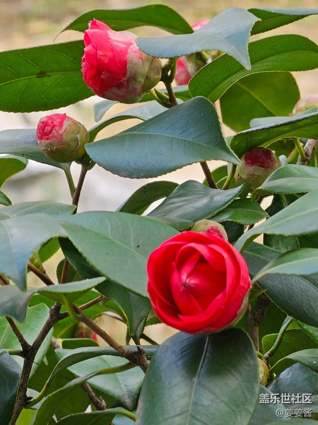 #暖心暖意——綠葉紅花