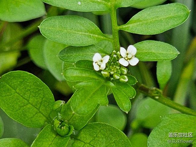 #暖心暖意——小白花