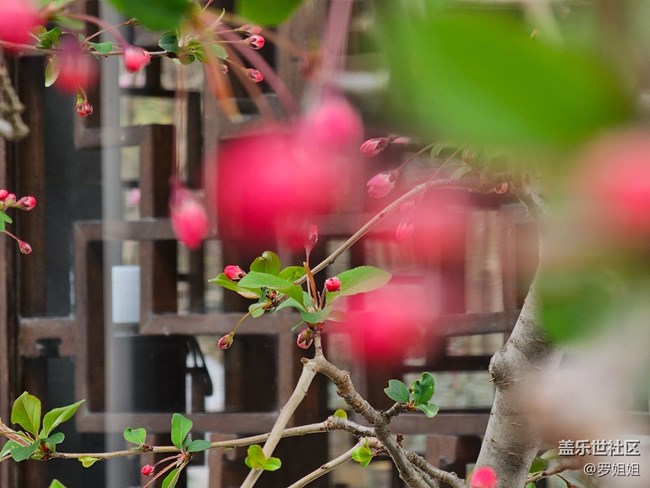 #暖心暖意——公園里的花