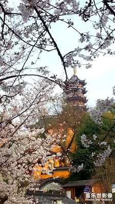 雞鳴寺櫻花路
