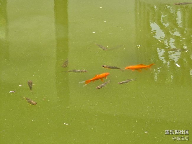 【閃亮的日子】+自由自在