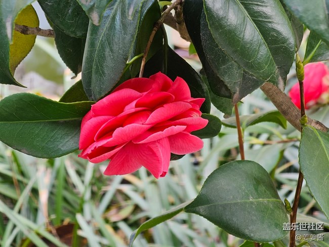 #暖心暖意——綠葉紅花