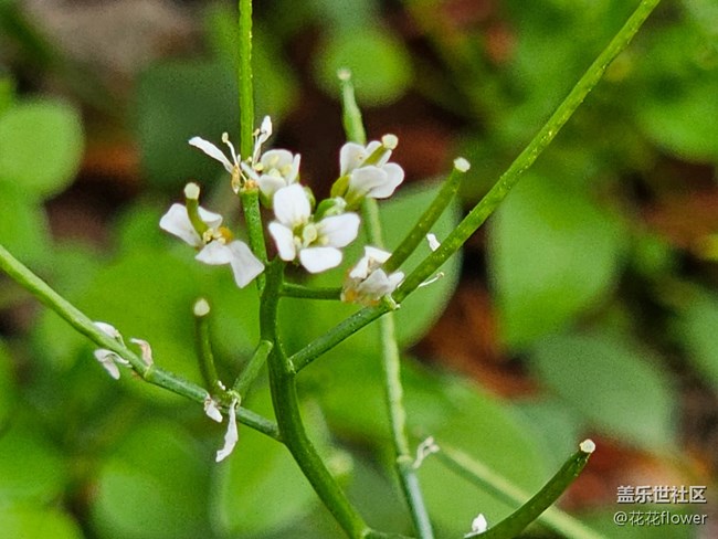 #暖心暖意——小白花