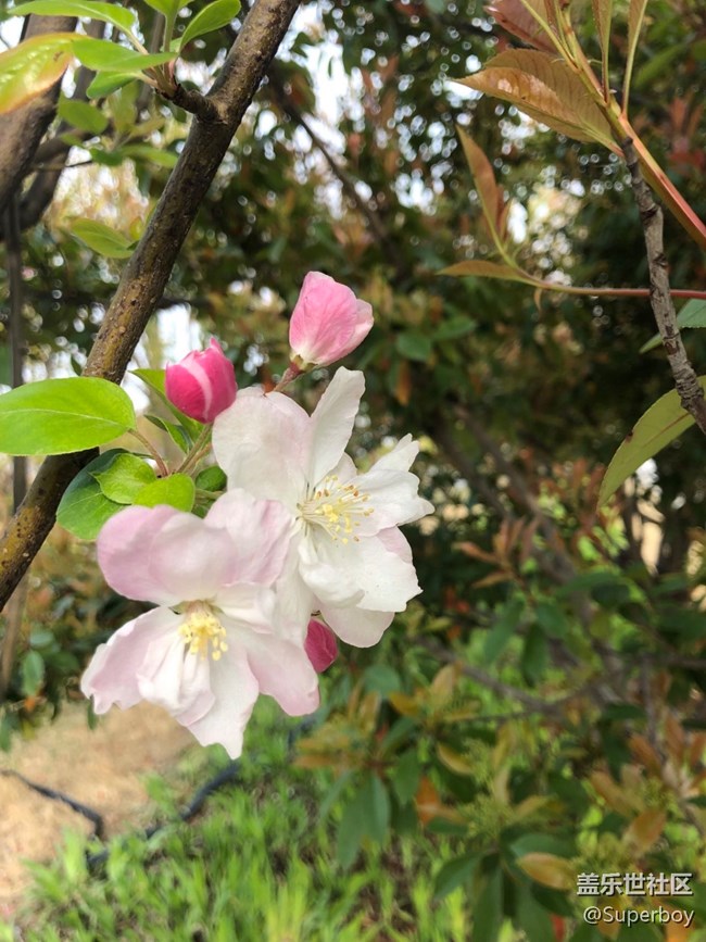 約個(gè)時(shí)間帶你去踏青