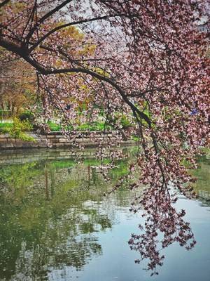 【春之序曲】+等待綻放